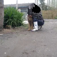 ژرمن شولاین مولد جفت نروماده اصیل،