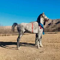 اسب|اسب و تجهیزات اسب‌سواری|بلداجی, |دیوار