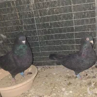 نر زاغ و نر ماده زاغ