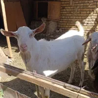بزغاله نر سانن اصل یک سال نیم فوق درشت