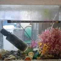 آکواریوم|ماهی|بندرعباس, |دیوار