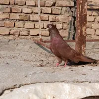 کبوتر صرب نر|پرنده|بکتاش, |دیوار