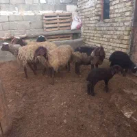 میش گوسفند ابستن حامله