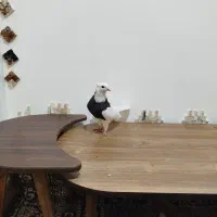 کبوتر طوقی|پرنده|کرمانشاه, |دیوار