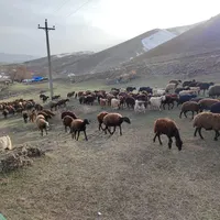 گوسفند فروشی در رباط کریم همراه با قصاب شبانه روزی|حیوانات مزرعه|رباط‌کریم, |دیوار