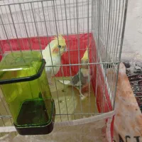 عروس نر و ماده جفت