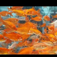 جمع آوری ماهی قرمز