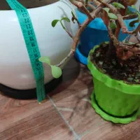 گلدان سرامیکی و پلاستیکی