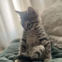 پیشی ناناعت