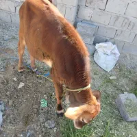 گوساله نر چاق و سرحال