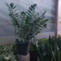 گل زاموفیلیا بزرگ