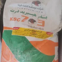 بذر ذرت علوفه کشاورزی