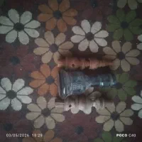 قلیون