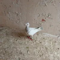 کبوتر|پرنده|شیروان (خراسان), |دیوار