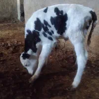 گوساله شیری سمینار درجه یک|حیوانات مزرعه|شازند, |دیوار