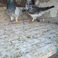 کفتر رنگی وپلاکی وپرشی