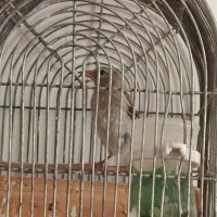 سهره قناری