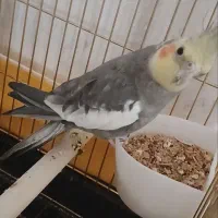 عروس هلندی نر رام|پرنده|سنقر, |دیوار