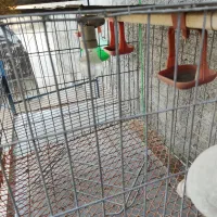 قغس|لوازم جانبی حیوانات|مشهد, حجت|دیوار