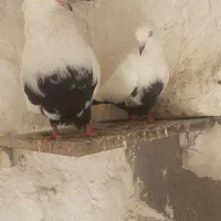 نروماده دمسیاه