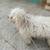 سگ شیتزو پاکوتاه باهوش