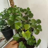 گیاهان مقاوم و سالم