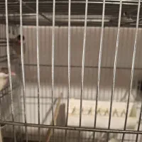 فروش فنچ نرگسی شکلاتی روی تخم|پرنده|سمنان, |دیوار