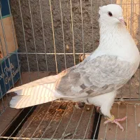 کبوتر پرشی ابلغ|پرنده|کهریزک, |دیوار