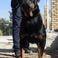 روت وایلر اصیل|سگ|کرج, جهان‌شهر|دیوار