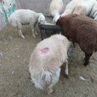 بره نر