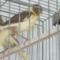 قناری نر ابلق.سوخته