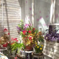 فروش گل
