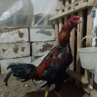 لاری ۱۱ماهه خ ر و س