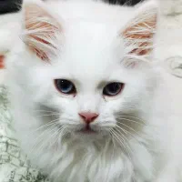 گربه پرشین دال فیس پدر مادر اصیل