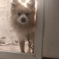 گمشده|سگ|زاهدان, |دیوار