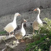 غاز|حیوانات مزرعه|مشگین شهر, |دیوار