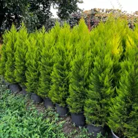 فروش گیاهان ممتاز و زینتی لاوسون،یاس هلندی وشمشاد|خدمات باغبانی و درختکاری|تنکابن, |دیوار