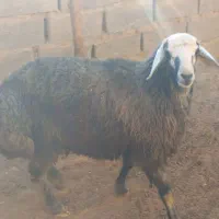 یک راس بره قوچ خوشنشان.و جنس عالی