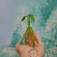 فیگور داربد bowtruckle از سری هری پاتر