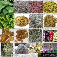 خرید و فروش انواع گیاهان دارویی