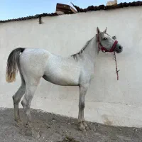کره مادیون عرب
