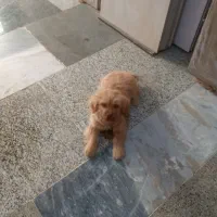 سگ پاکوتاه|سگ|ساری, |دیوار