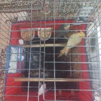 یک جفت عروس هلندی