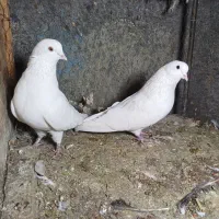 چند جفت کبوتر پرشی|پرنده|مبارکه, |دیوار