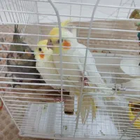 عروس هلندی