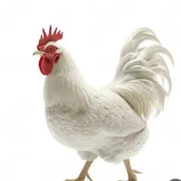 فروشنده مغازه