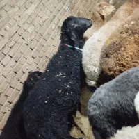 گوچ۱۰ماهه