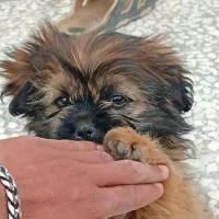 واگذاری توله  شیتزو پامر آروم