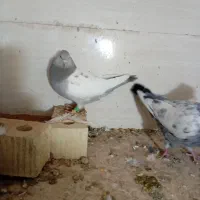 کفترنروماده