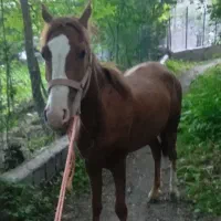 اسب مادیان 3 سال